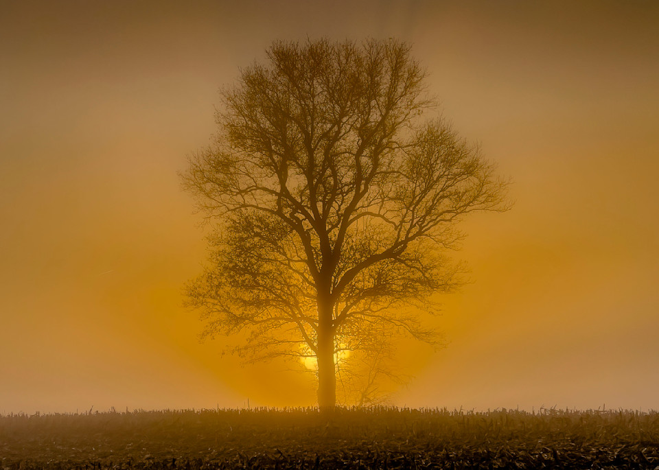 Dawn Tree In The Fog Art | Ken Evans Fine Art Photography