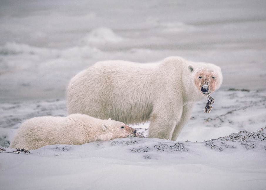Kim Clune Photography: Polar Bear Snacks and Naps