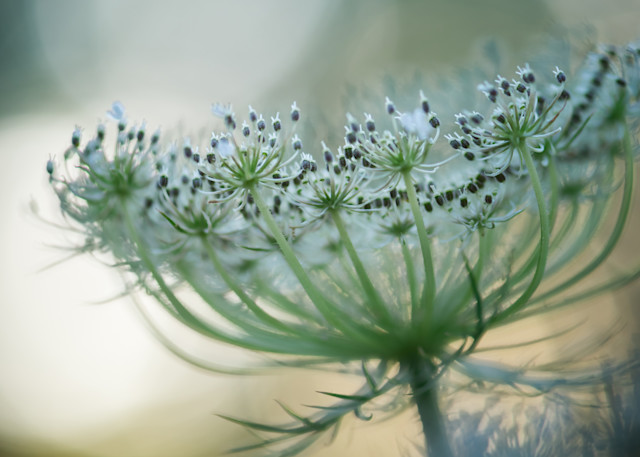 Queen Anne's Lace Flower in the afternoon light