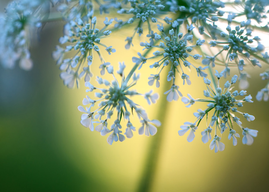 Gorgeous Print of Abstract Queen Anne's Lace