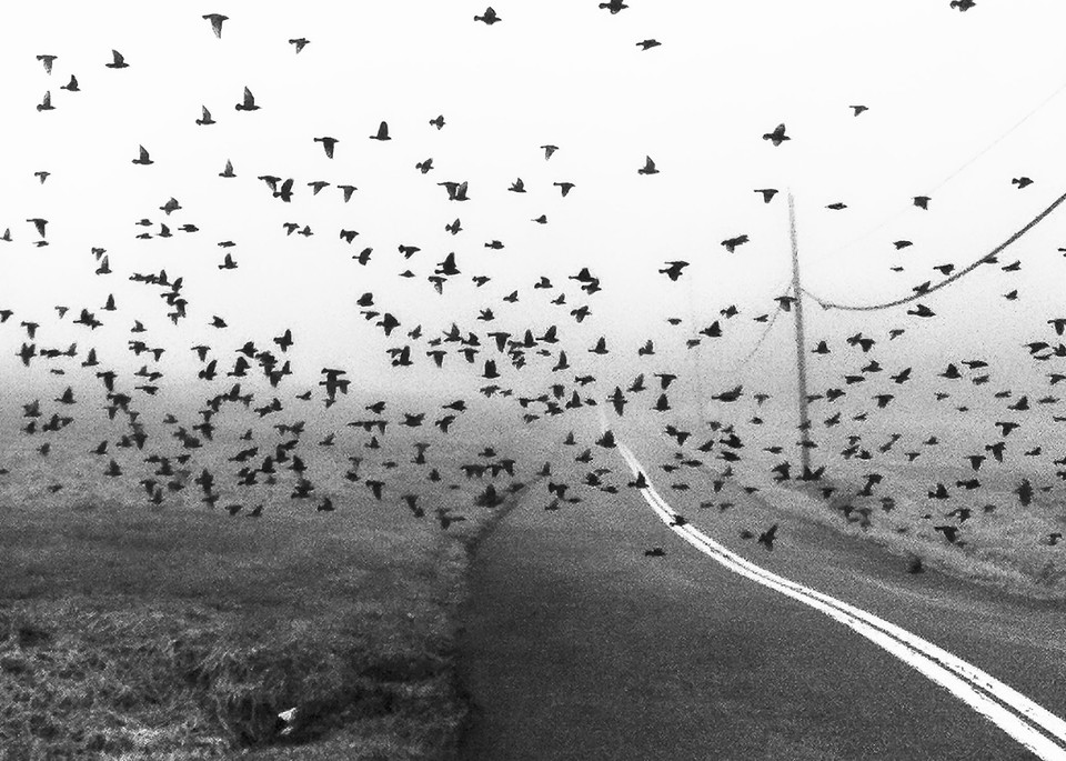 How Many Black Birds Photography Art | Ken Evans Fine Art Photography