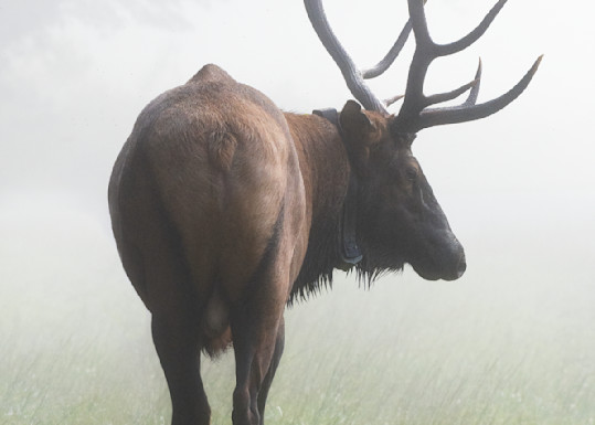 A Majestic Bull Elk In The Mist Print