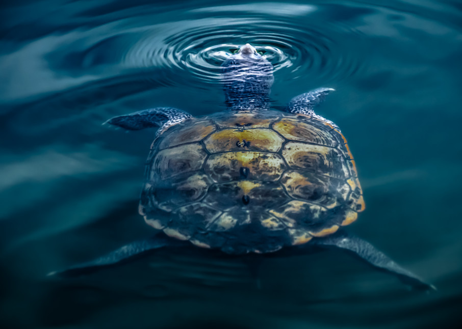 Turtle Island Photography Art | Kim Clune Photography
