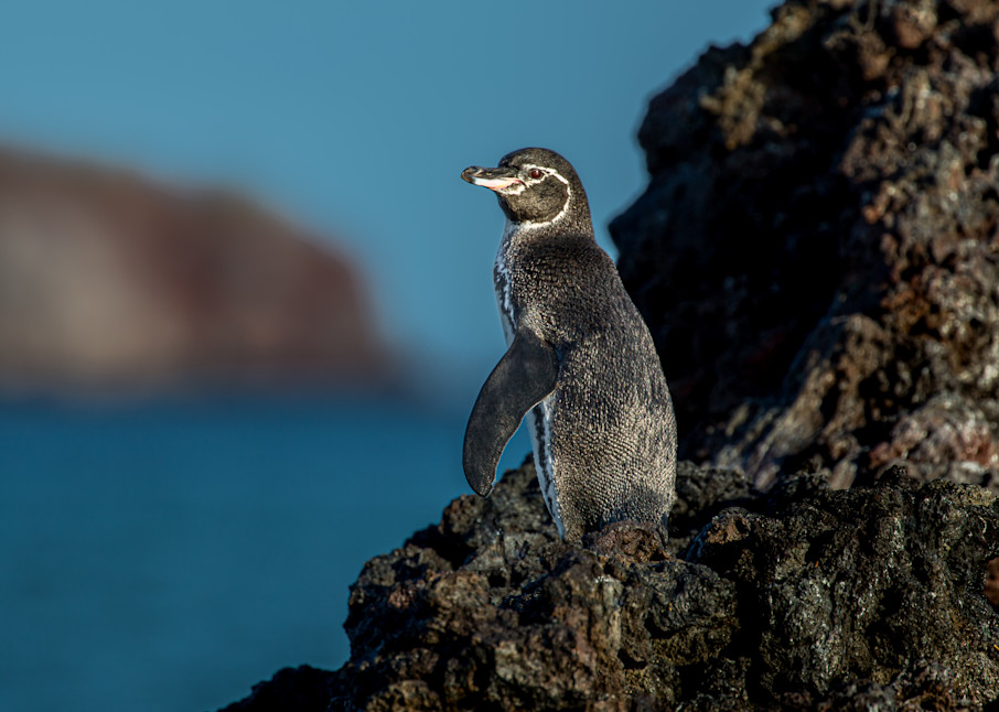 Kim Clune Photography: Posturing Penguine