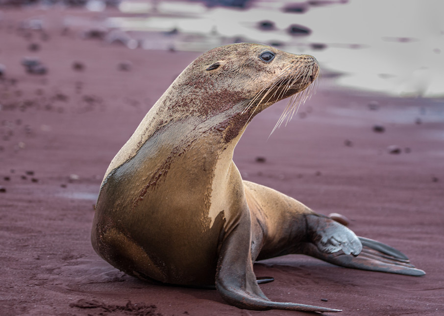 Red Sand Seal Photography Art | Kim Clune Photography