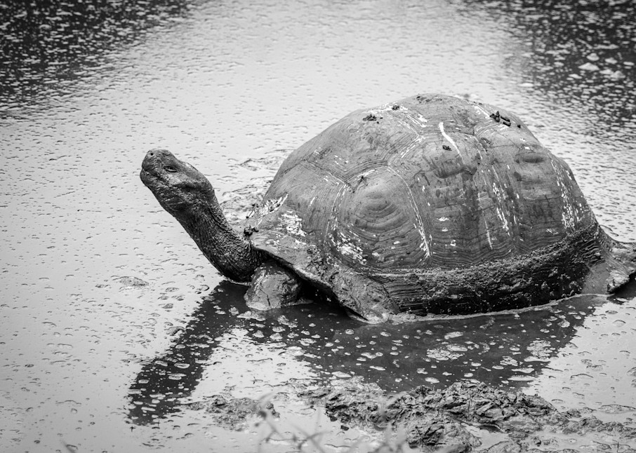Enzel's Turtle Photography Art | Kim Clune Photography