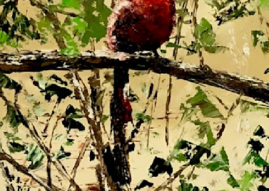 Cardinal Bird Art | Alexandre E.