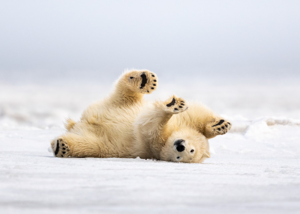 Polar Bear Scratch  Photography Art | Tom Ingram Photography