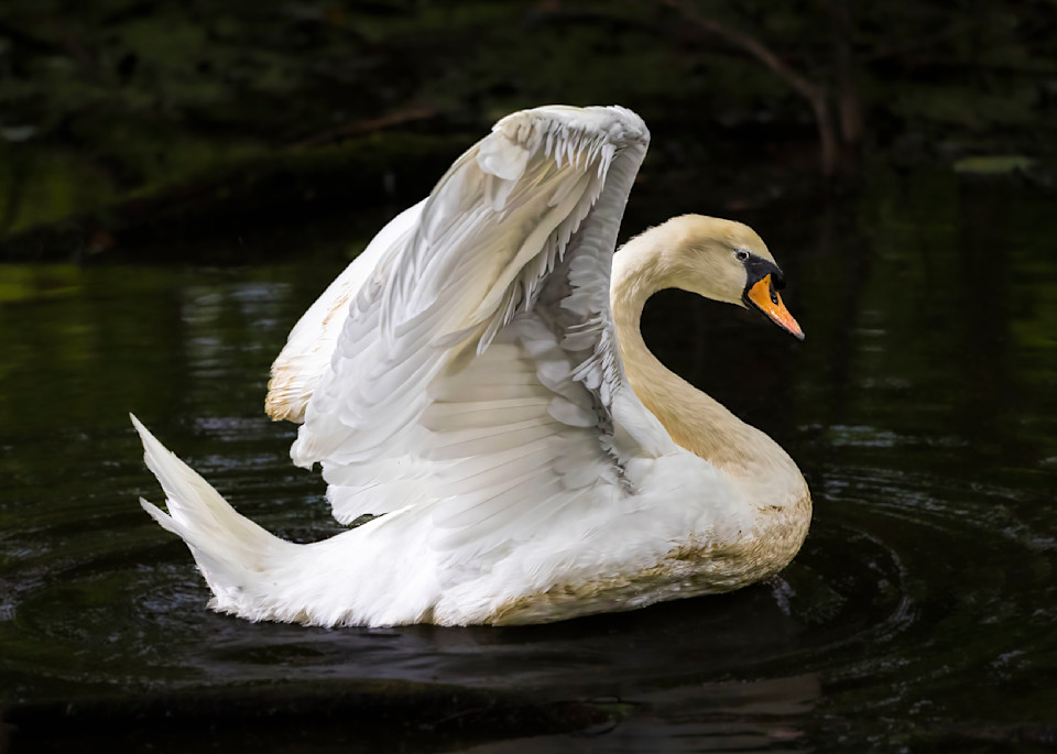 Mute Swan Art | Ken Evans Fine Art Photography