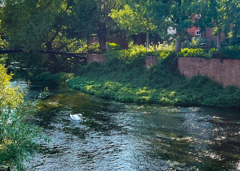 Swan on the Avon
