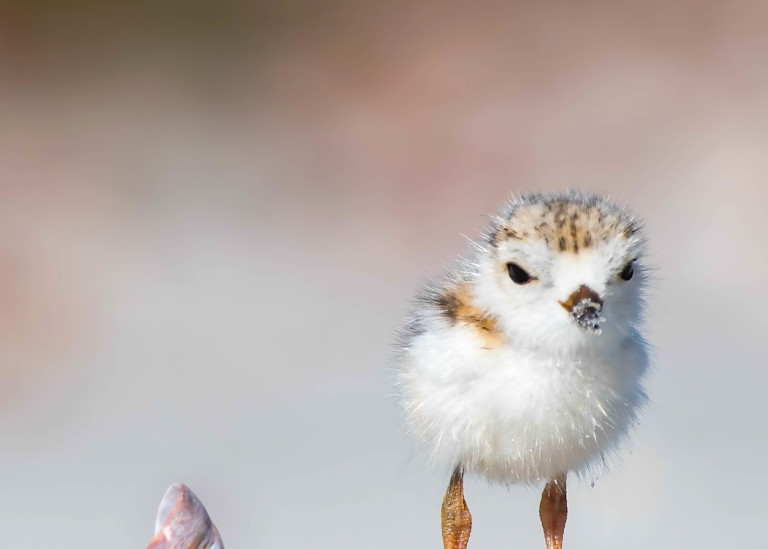Piping Plover Chick With Shell Art | Sarah E. Devlin Photography