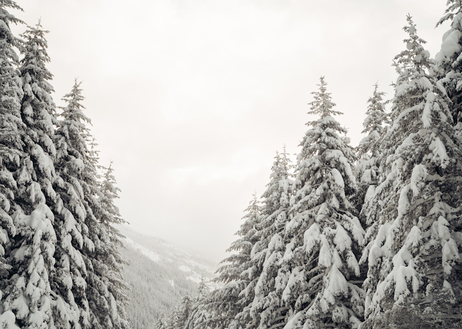 "Winter Wonderland" Photography Print by Amy Duffy