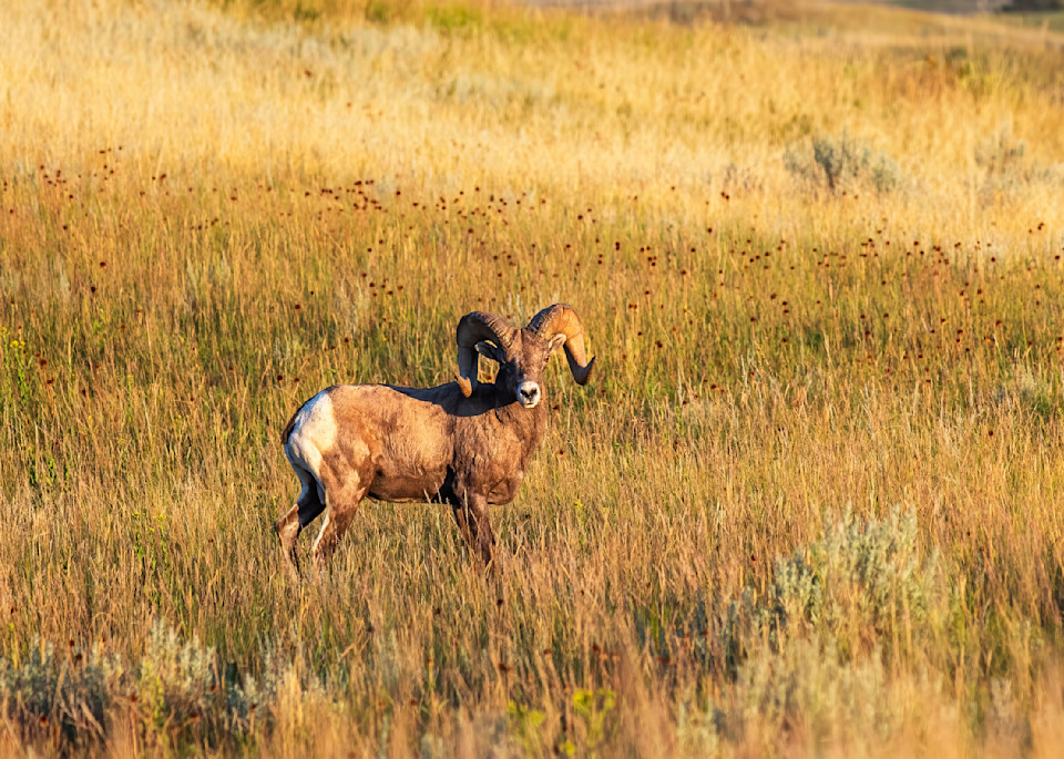 Bighorn Sheep on the Prairie — Theodore Roosevelt National Park fine-art photography prints