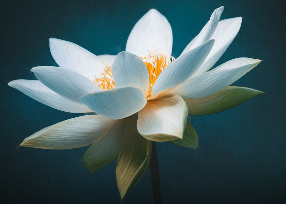 Painterly white lotus on a deep marine blue background