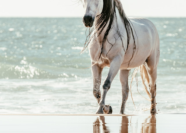 Sea Horse Art | Karen Broemmelsick Photography and Art