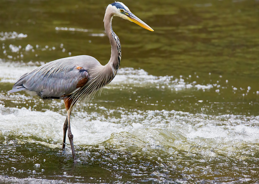 Great Blue Heron Fishing | Tennessee 