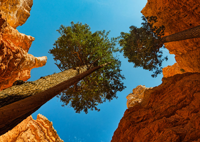 Trees in Bryce Canyon National Park