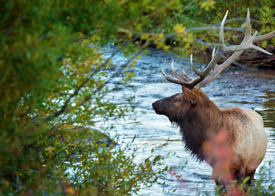 Colorado Elk in a Stream