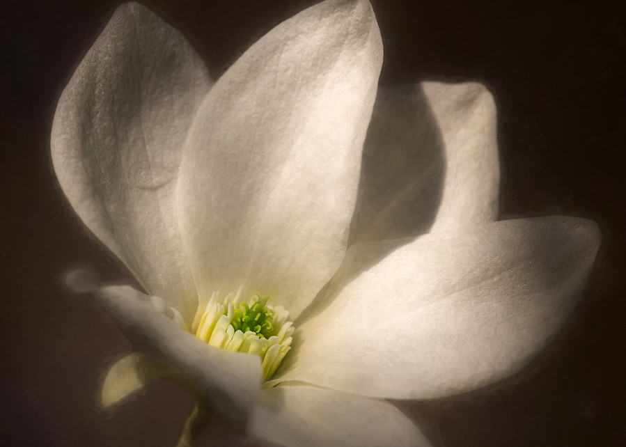 High contrast magnolia flower on sepia background