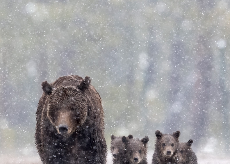Grizzly 399 And Quadruplets Photography Art | Tom Ingram Photography