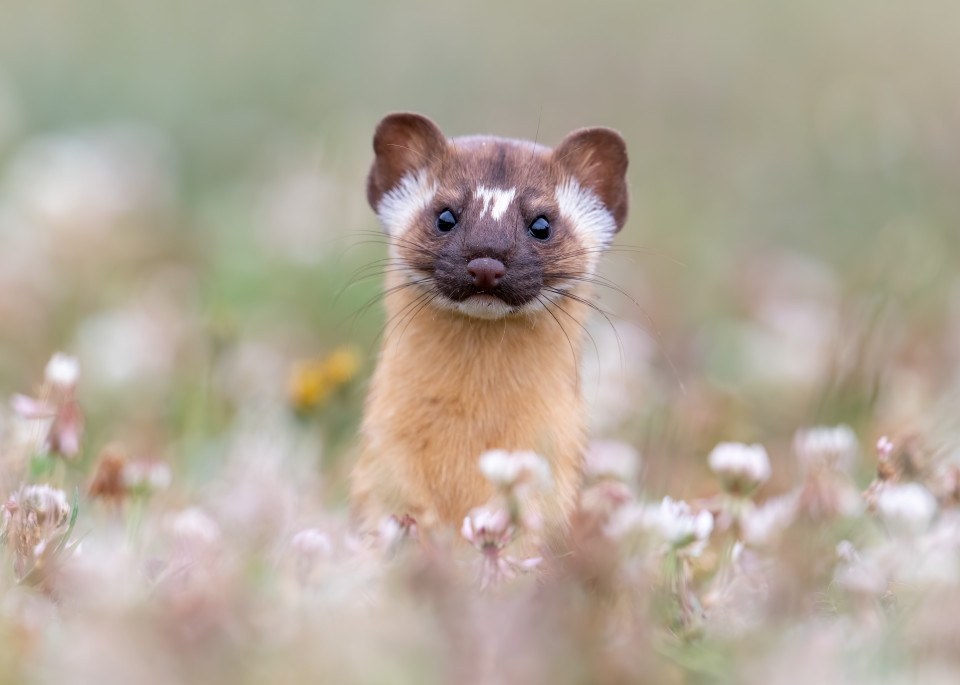 Long Tailed Weasel Playing Peek A Boo Photography Art | Tom Ingram Photography
