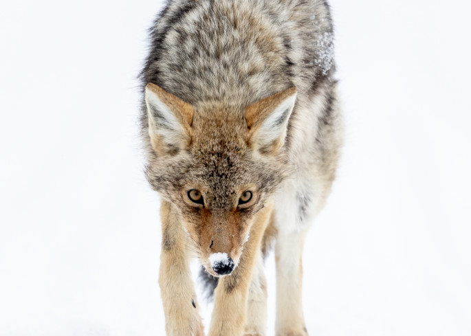 Hunting Coyote In Winter Photography Art | Tom Ingram Photography