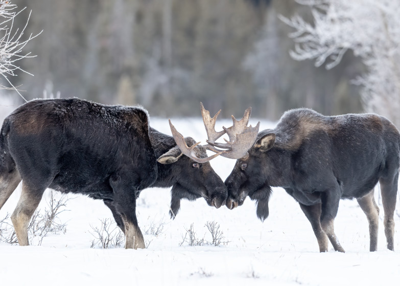 Bull Moose Sparing In Winter Photography Art | Tom Ingram Photography