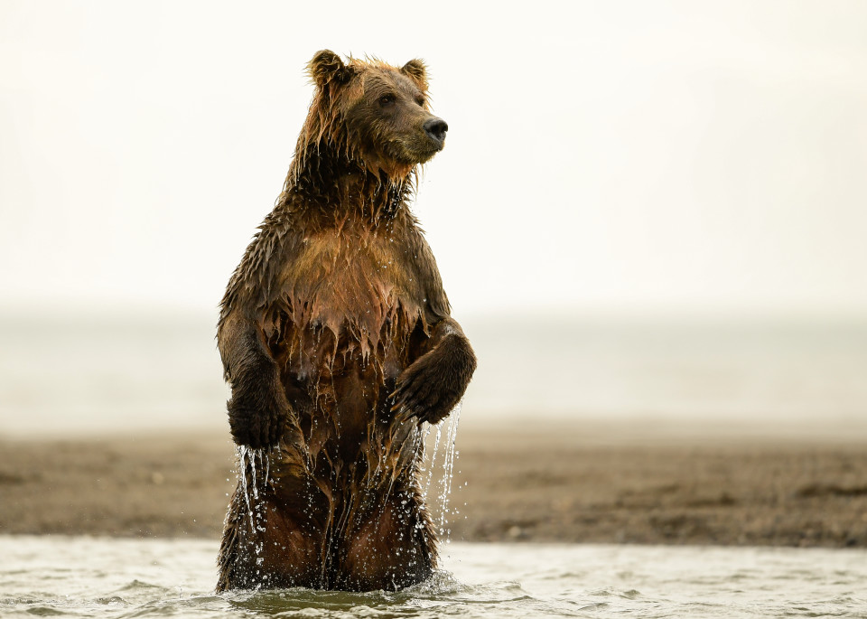 Alaska Brown Bear Looking Out For Cub Photography Art | Tom Ingram Photography