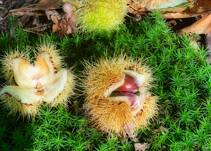 Wild Chestnuts Photography Art | J-M Artography