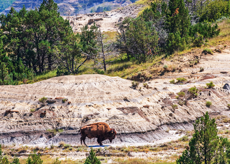 Bison in the Dakota Badlands — Theodore Roosevelt National Park fine-art photography prints