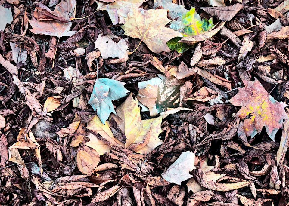 Autumn Leaves 3 Photography Art | J-M Artography