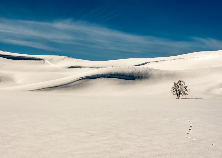 Winter Footsteps Through Lamar Valley Yellowstone  Photography Art | Tom Ingram Photography