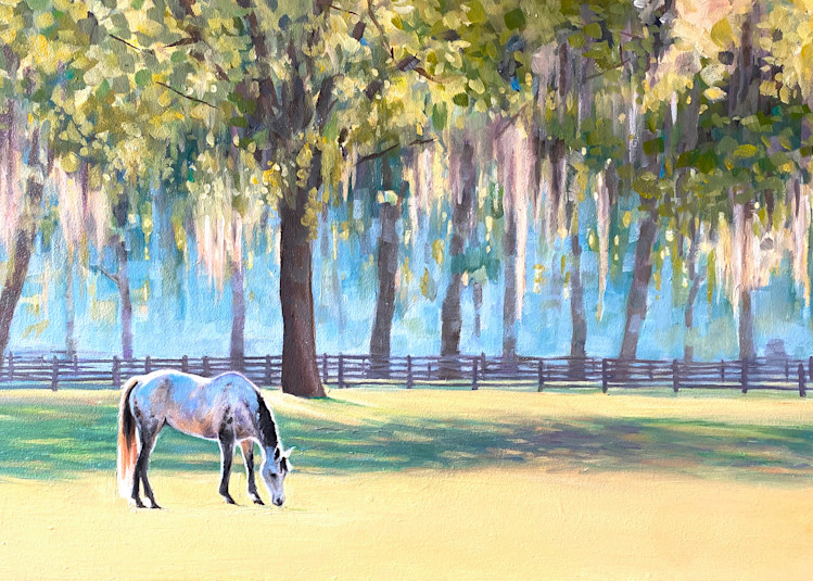 Grey horse grazing with oaks