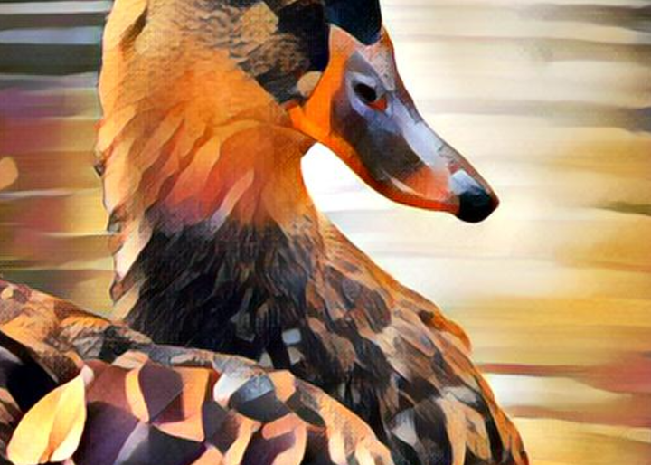 Duck Fall Colors  Art | Dave Fox Studios