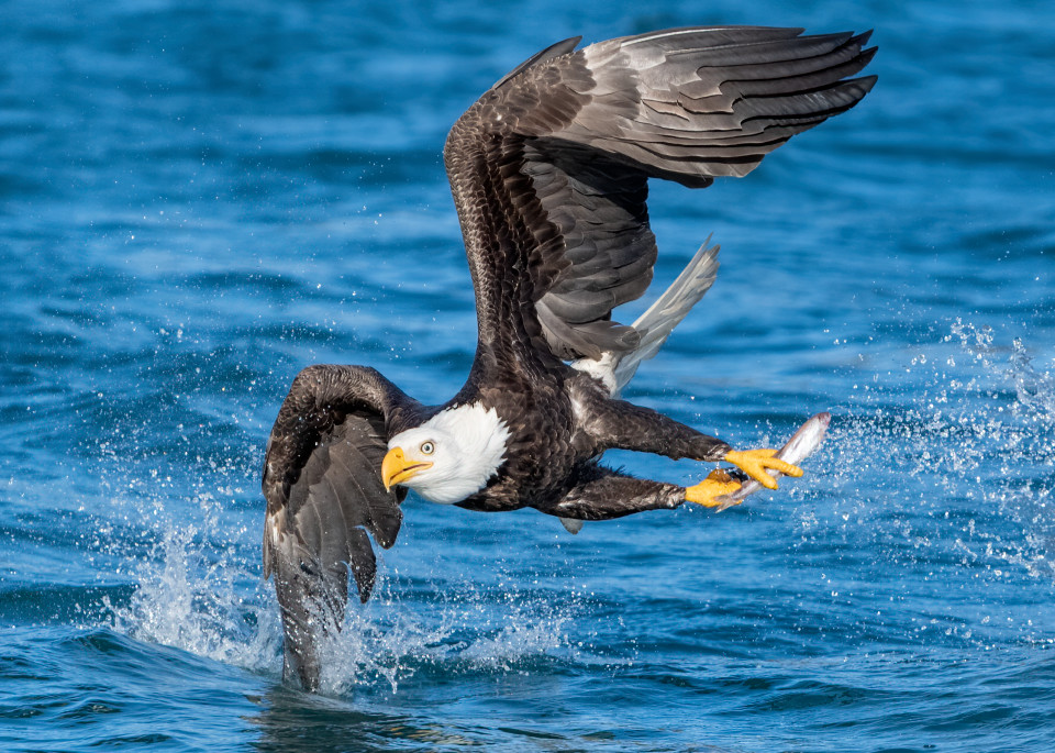 Bald Eagle Fishing Photography Art | Tom Ingram Photography