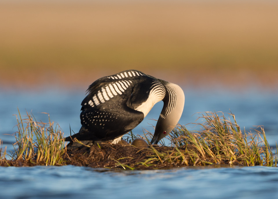 Pacific Loon Rotating Eggs On Nest In Arctic Lake Photography Art | Tom Ingram Photography