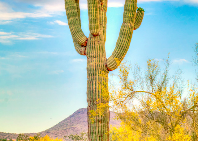 King Of The Desert Photography Art | Patti Gary Photography