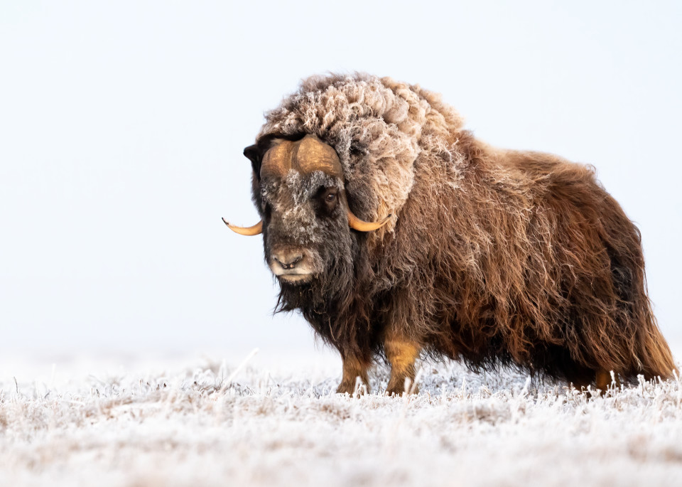 Muskox On A Cold Fall Day In The Arctic Photography Art | Tom Ingram Photography