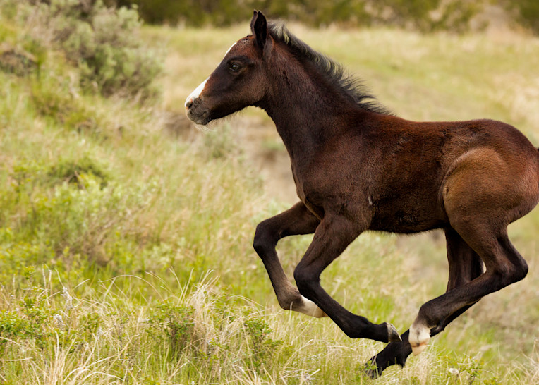 Young Colt at Theodore Roosevelt National Park