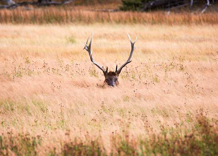 Hiding Elk in Yellowstone