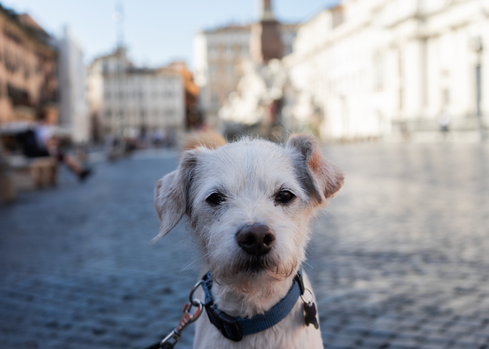 A small white dog, poses for a picture in a dog park, in Rome, Italy. 