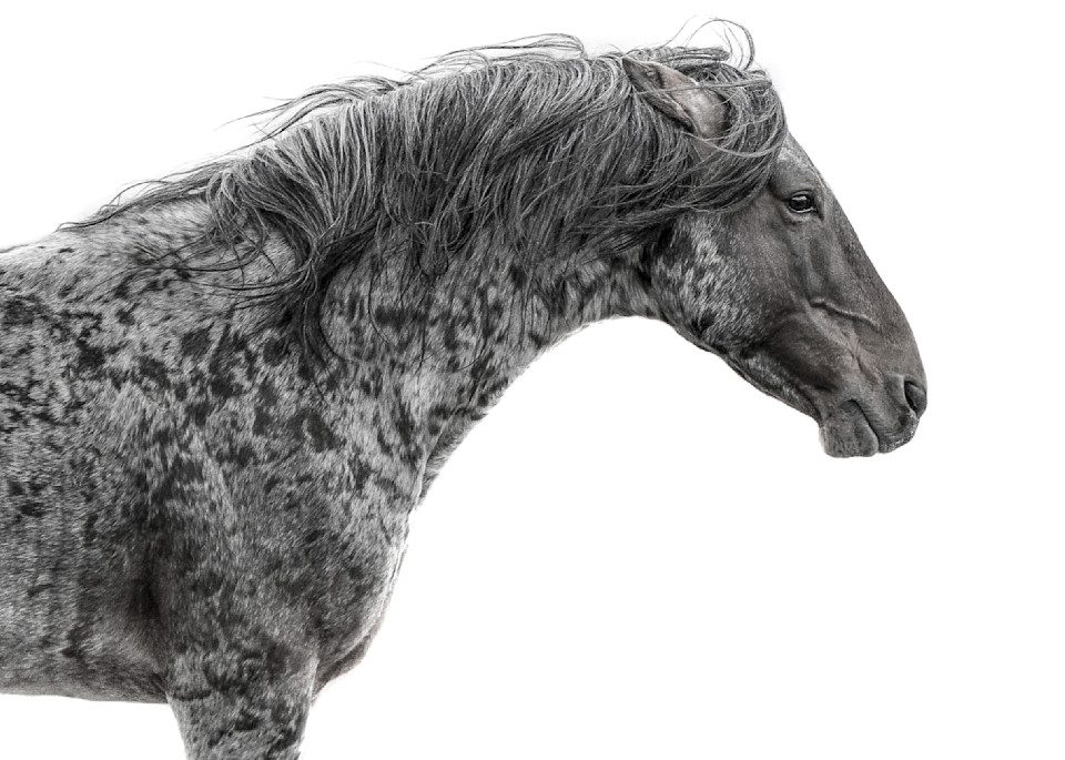 The Roan Stallion Portrait Photography Art | Kimberley Spencer Photography