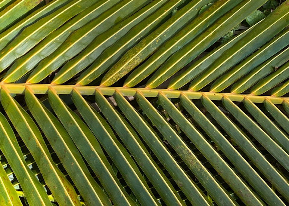 Palm Frond  Art | LoPresti Art Gallery