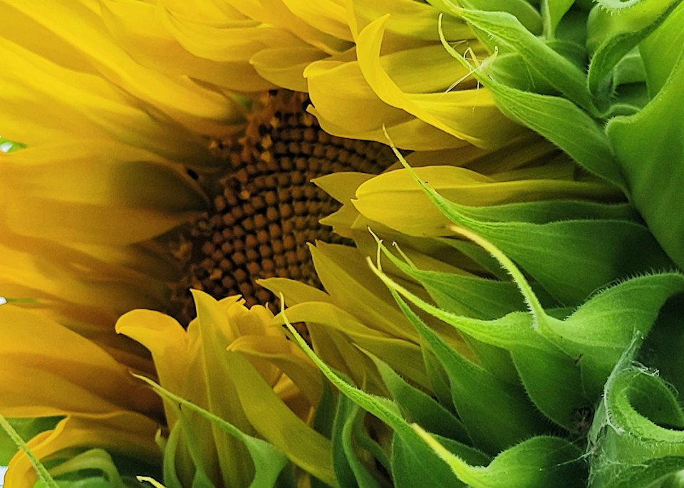 emerging sunflower