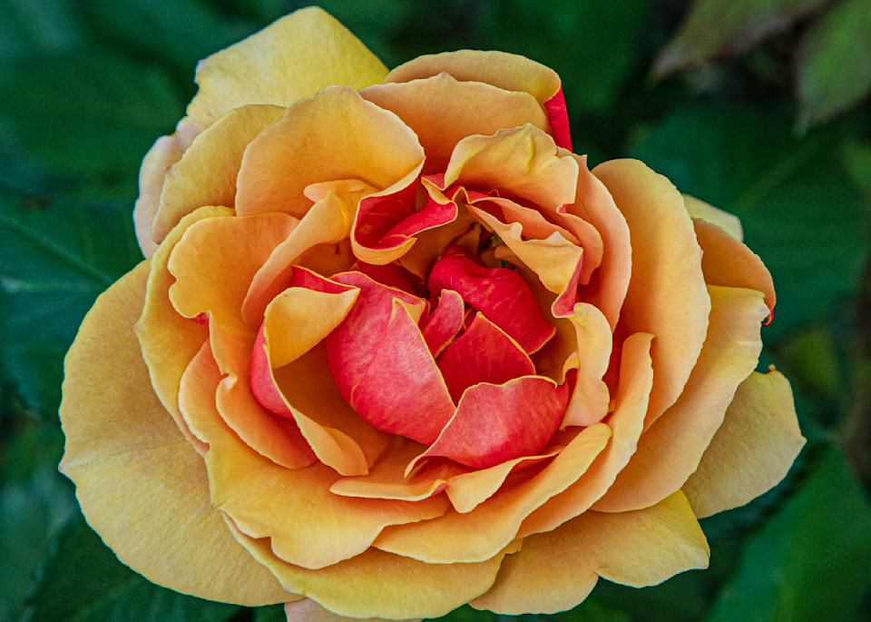 Yellow Rose Photography Art | Webster Gallery