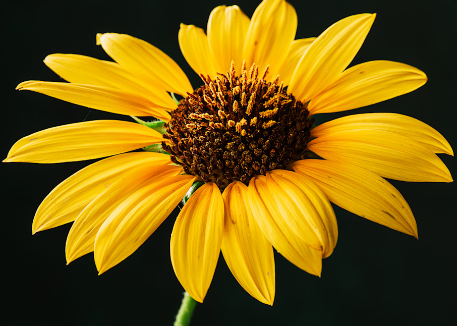 Portrait Of A Sunflower II