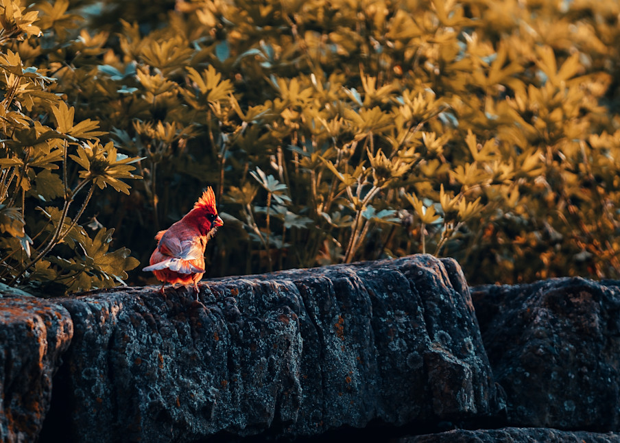 Cardinal In The Sunset Art | Karen Broemmelsick Photography and Art