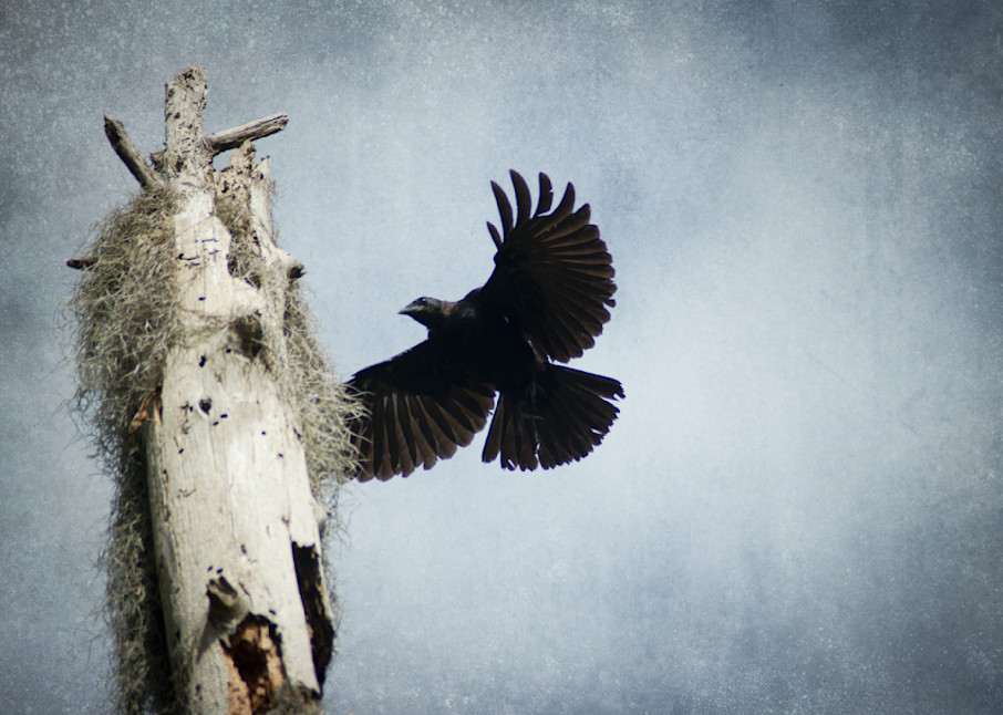 Crow  Photography Art | Lori Ballard Photography