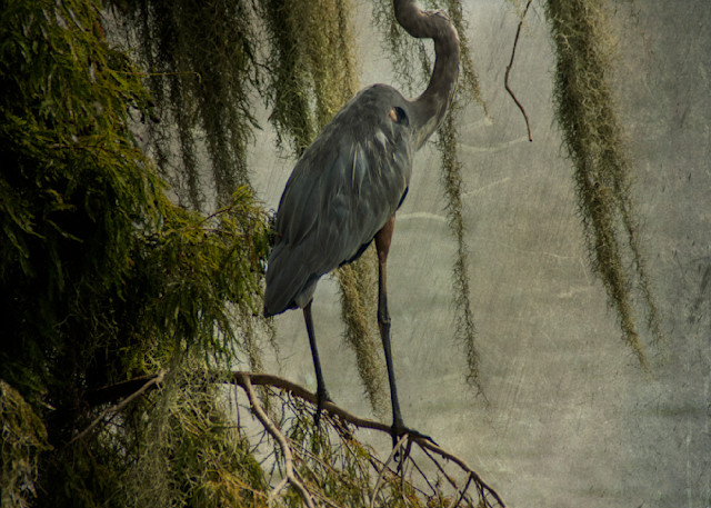 Great Blue Heron Perched Photography Art | Lori Ballard Photography