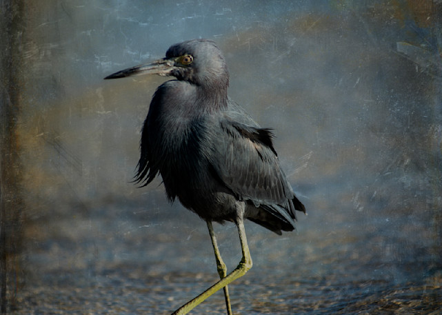Little Blue Heron Strutting Photography Art | Lori Ballard Photography